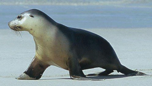 海狗聲動物叫聲音芯片