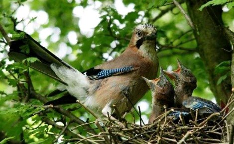 鳥叫森林鳥叫聲動物叫聲音芯片